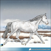 Horse Color:White Spotted Liver Red Onyx Mushroom Appaloosa Rabicano 