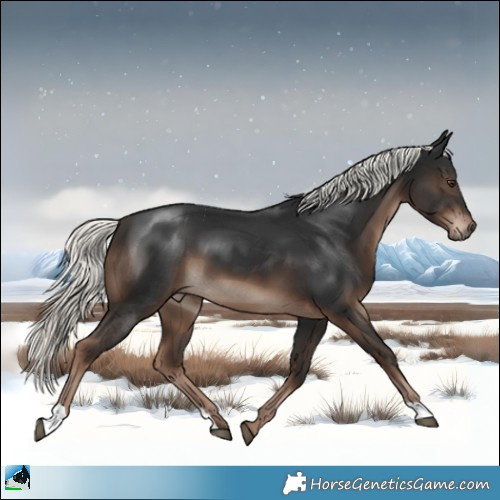 Horse Color:Liver Chestnut Mushroom 