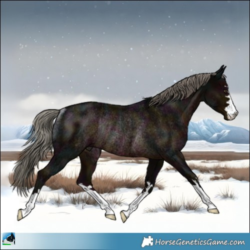 Horse Color:Midnight Liver Chestnut Mushroom Rabicano 