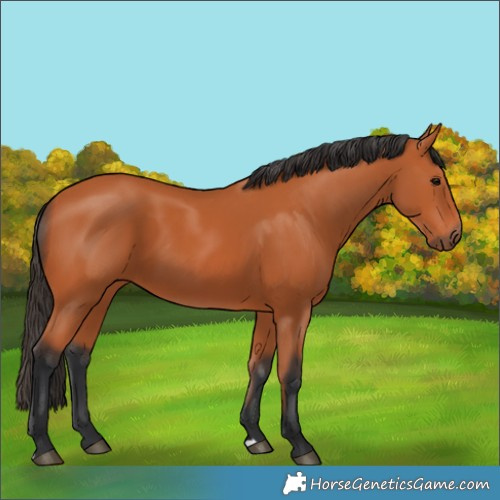 Horse Color:Bay 