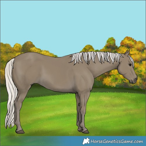 Horse Color:Silver Smoky Black
