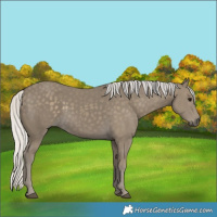 Horse Color:Silver Smoky Black 
