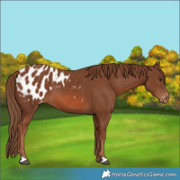 Horse Color:Chestnut Appaloosa 