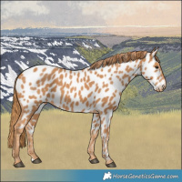 Horse Color:Chestnut Near Leopard 
