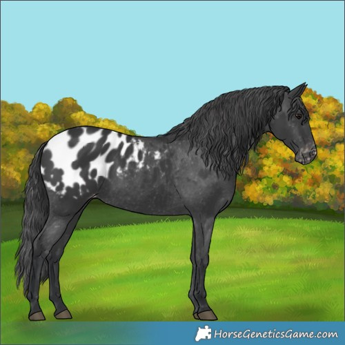 Horse Color:Black Appaloosa