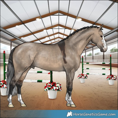 Horse Color:Brown Dun 