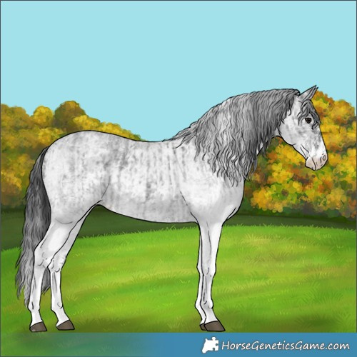 Horse Color:White Spotted Blue Roan Rabicano and White Spotted Blue Roan Rabicano