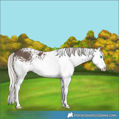 Horse Color:White Spotted Silver Black Splash 