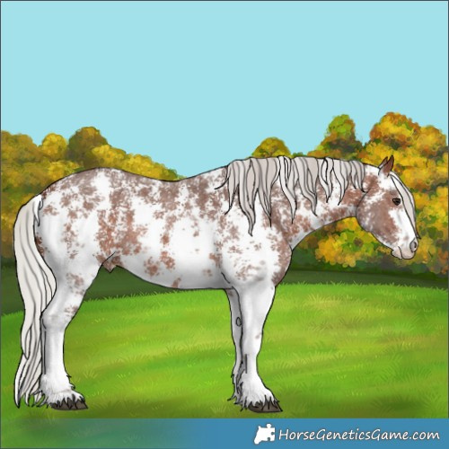 Horse Color:Silver Brown Sabino 