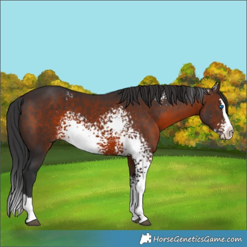 Horse Color:White Spotted Brown Splash Rabicano 