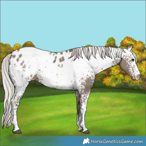 Horse Color:White Spotted Silver Grullo Appaloosa 
