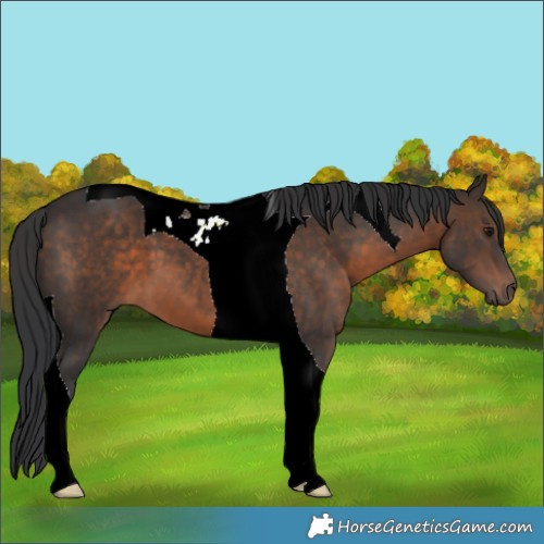 Horse Color:Brown Tobiano 