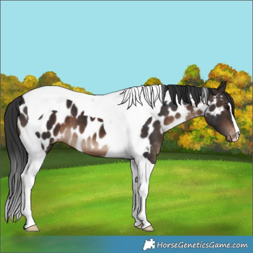 Horse Color:Brown Tobiano Appaloosa 