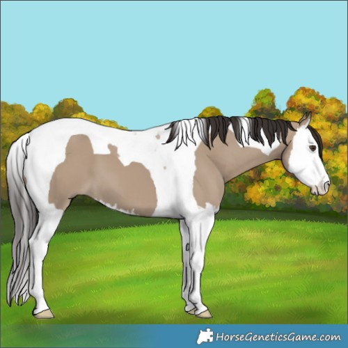 Horse Color:Liver Red Dun Splash Tobiano 
