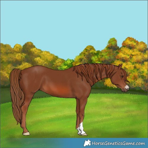 Horse Color:Chestnut 