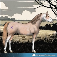 Horse Color:Chestnut Sabino Varnish