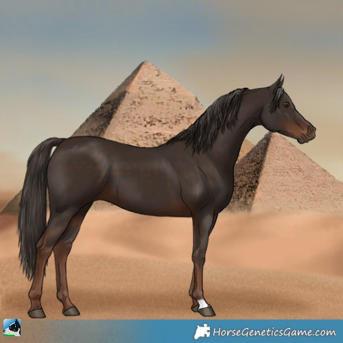 Horse Color:Liver Chestnut 