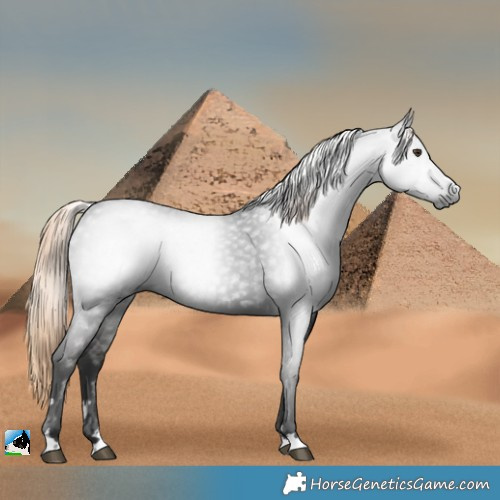 Horse Color:Gray Liver Chestnut 