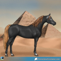 Horse Color:Gray Liver Chestnut 