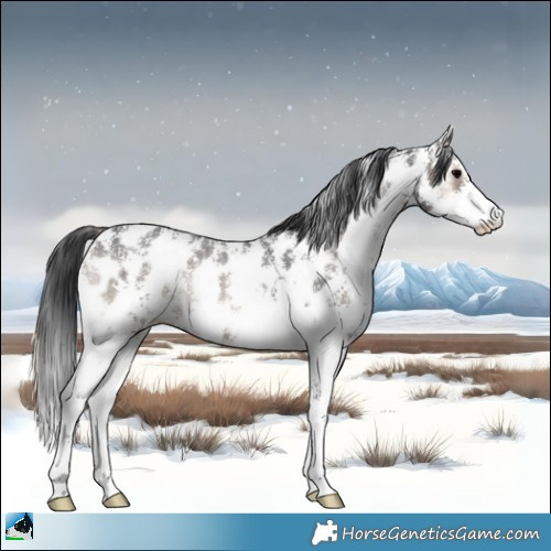 Horse Color:Blue Onyx Sabino Appaloosa Rabicano 