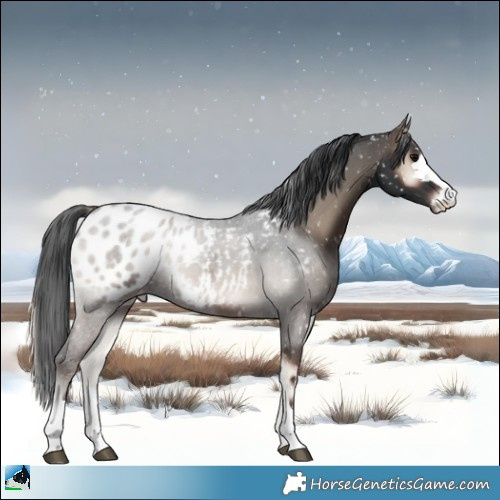 Horse Color:Blue Onyx Appaloosa Rabicano 