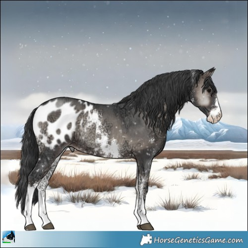 Horse Color:Blue Onyx Ice Mushroom Sabino Appaloosa Rabicano 