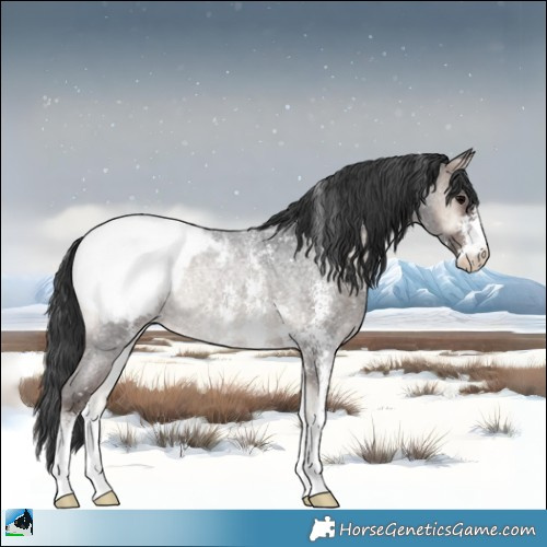 Horse Color:Blue Onyx Roan Sabino Appaloosa Rabicano 