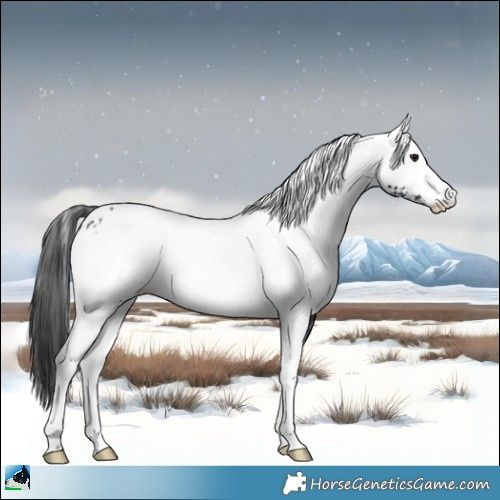 Horse Color:White Spotted Black Appaloosa Rabicano 