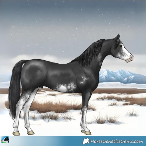 Horse Color:Black Sabino 