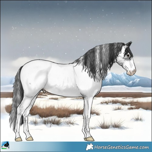 Horse Color:Black Ice Mushroom Sabino Appaloosa 