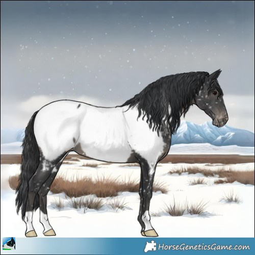 Horse Color:Black Appaloosa 