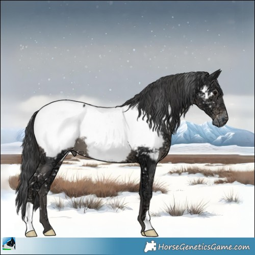 Horse Color:Black Ice Appaloosa 