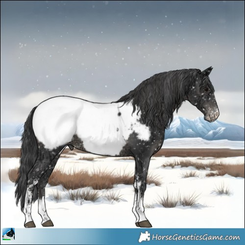 Horse Color:Black Ice Sabino Appaloosa 