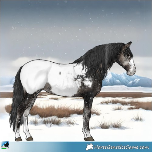 Horse Color:Blue Onyx Ice Sabino Appaloosa Rabicano 
