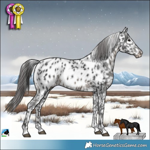 Horse Color:Black Appaloosa 