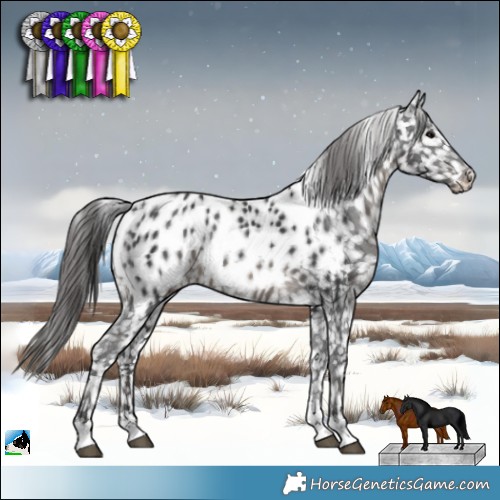 Horse Color:Black Appaloosa 