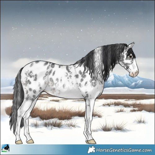 Horse Color:Black Sabino Appaloosa Rabicano 