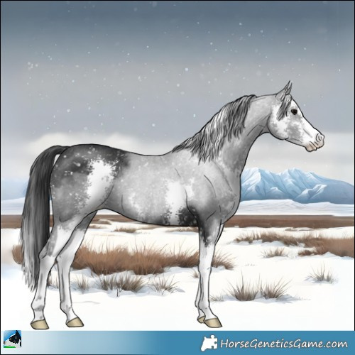 Horse Color:Black Sabino Appaloosa Rabicano 