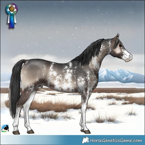 Horse Color:Blue Onyx Sabino Rabicano 