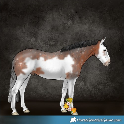 Horse Color:Brown Splash Frame 