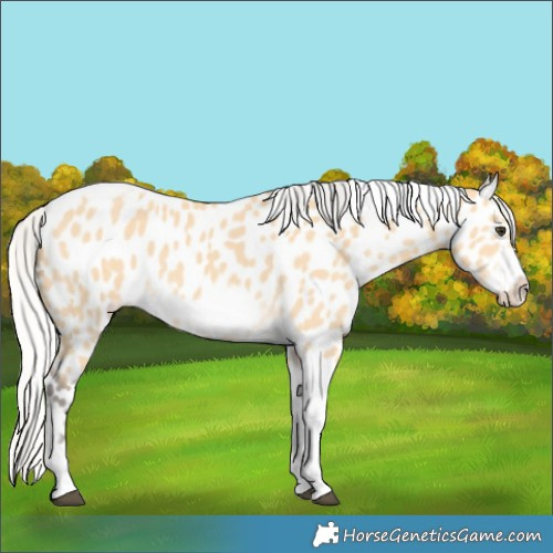 Horse Color:Silver Buckskin Tobiano Frame Leopard 