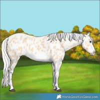 Horse Color:Silver Buckskin Tobiano Frame Leopard 