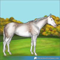 Horse Color:Gray Silver Sable Champagne Splash