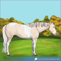 Horse Color:Silver Brown Pearl Dun Splash Tobiano 