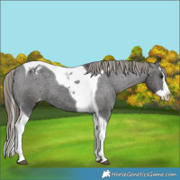 Horse Color:Smoky Black Splash Tobiano Varnish 