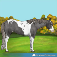 Horse Color:Smoky Black Splash Tobiano Appaloosa 