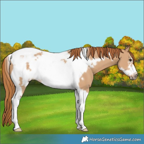 Horse Color:Red Dun Tobiano Frame Rabicano 