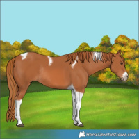 Horse Color:Chestnut Tobiano Frame Rabicano 