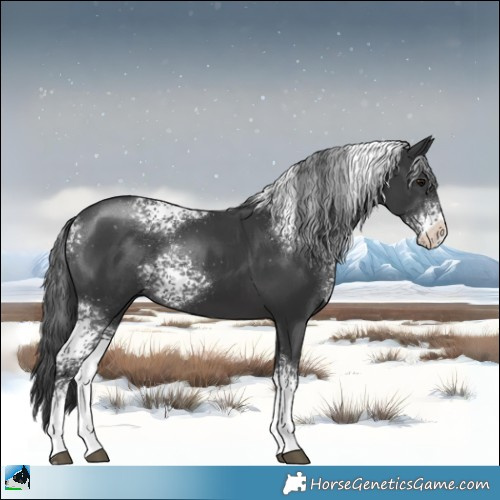 Horse Color:White Spotted Black 