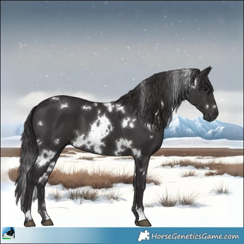 Horse Color:White Spotted Smoky Black 